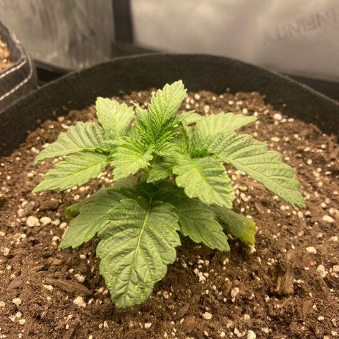 White Widow growlog timeline photo