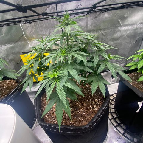 White Widow growlog timeline photo