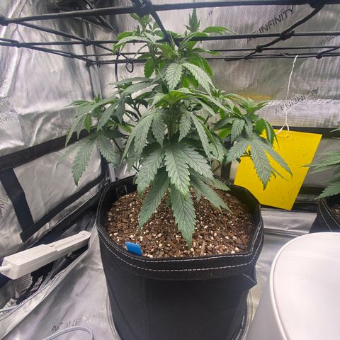 White Widow growlog timeline photo