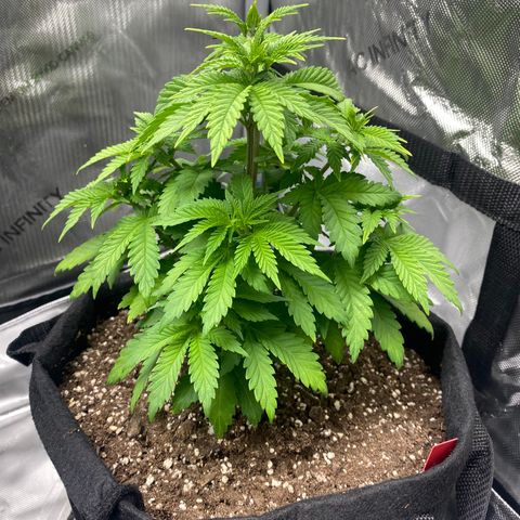 White Widow growlog timeline photo