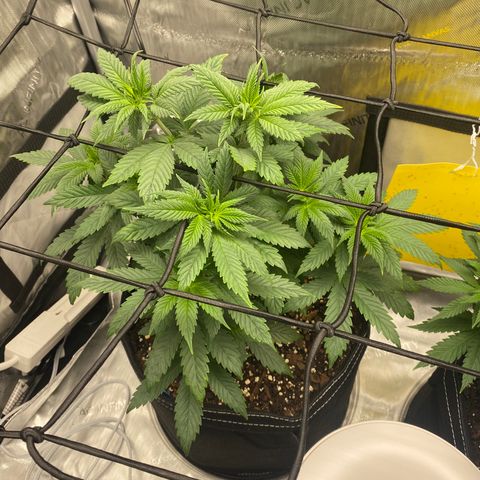 White Widow growlog timeline photo