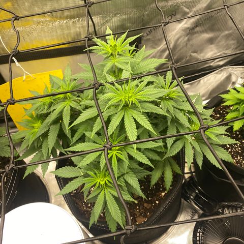 White Widow growlog timeline photo