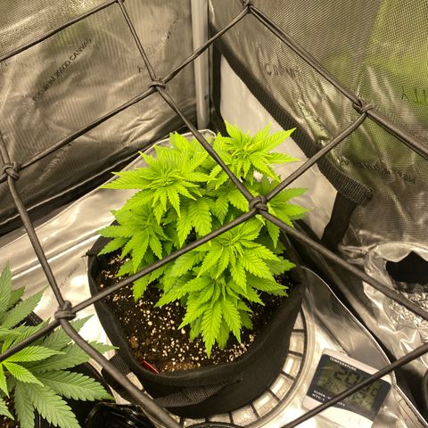 White Widow growlog timeline photo