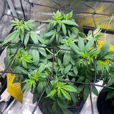 White Widow growlog timeline photo