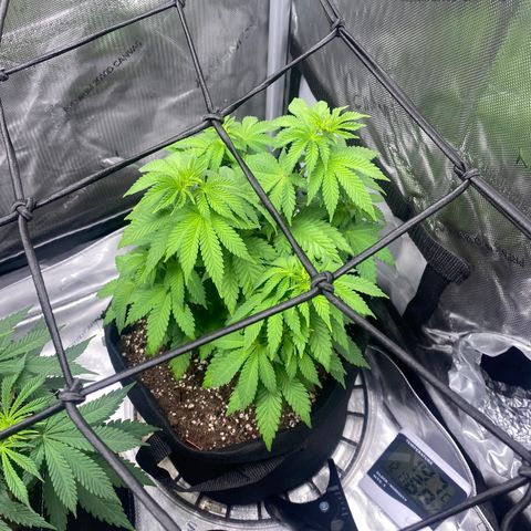 White Widow growlog timeline photo