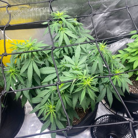 White Widow growlog timeline photo