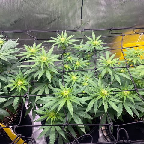 White Widow growlog timeline photo