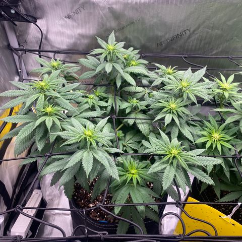 White Widow growlog timeline photo