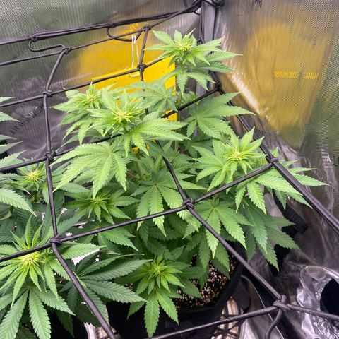 White Widow growlog timeline photo