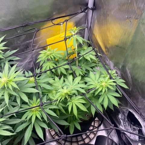 White Widow growlog timeline photo