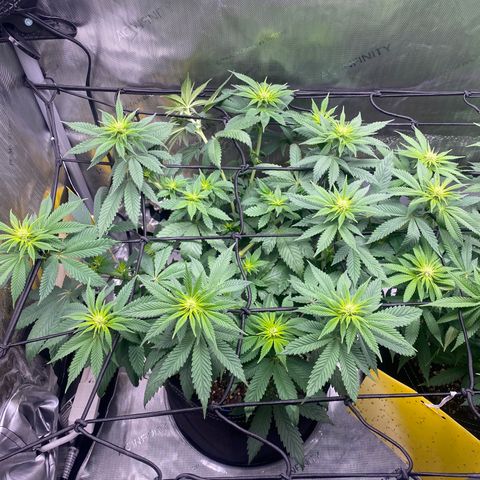 White Widow growlog timeline photo