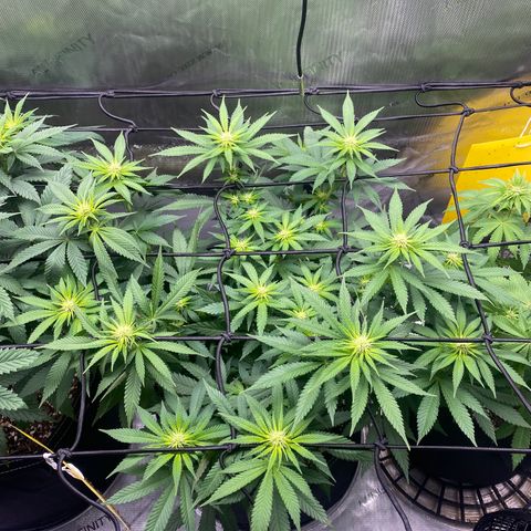White Widow growlog timeline photo