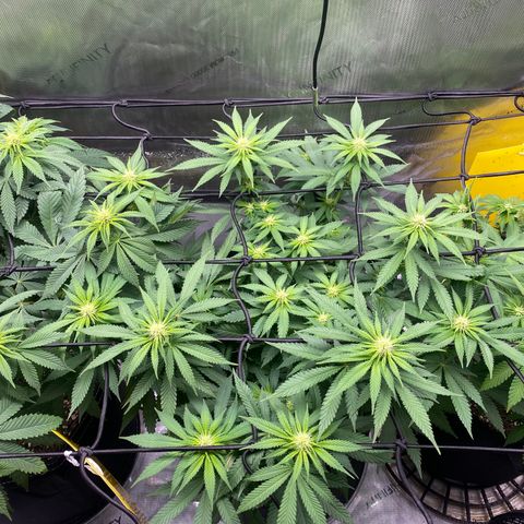 White Widow growlog timeline photo