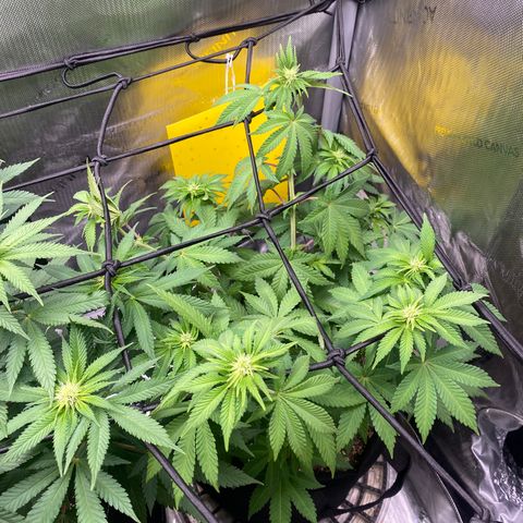 White Widow growlog timeline photo