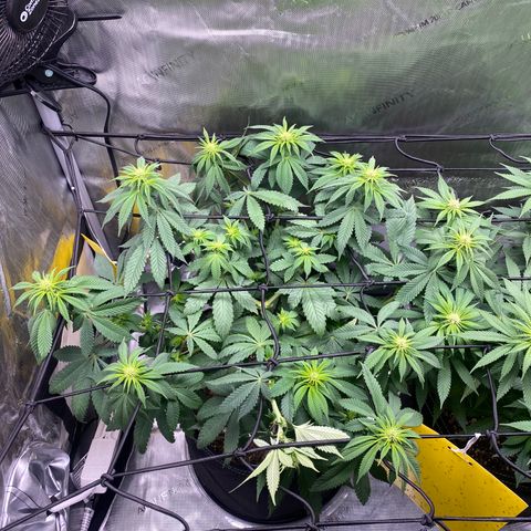 White Widow growlog timeline photo