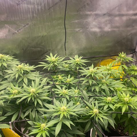 White Widow growlog timeline photo