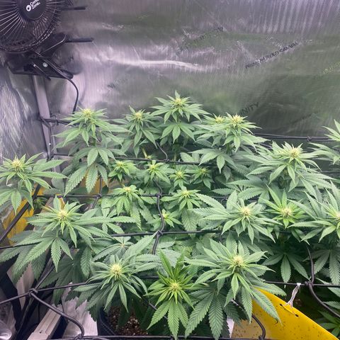 White Widow growlog timeline photo