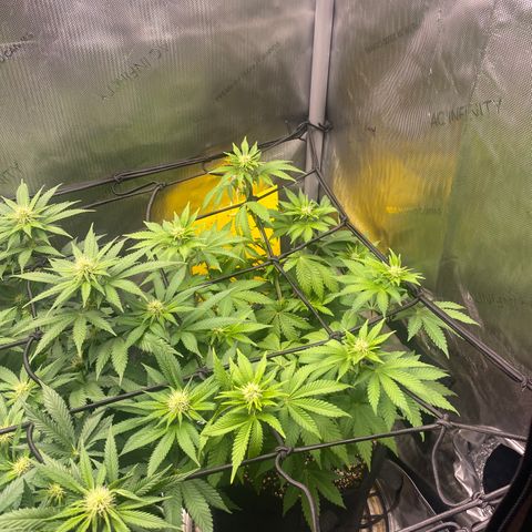 White Widow growlog timeline photo