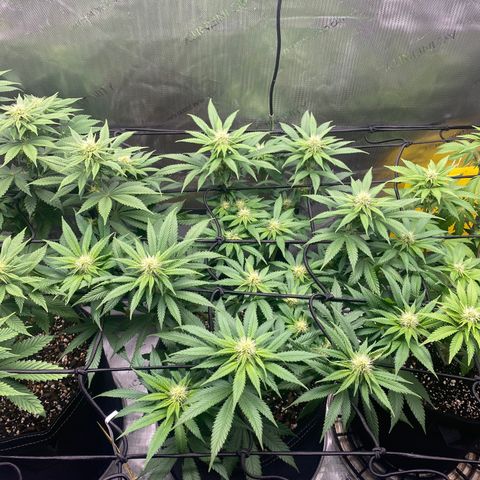 White Widow growlog timeline photo