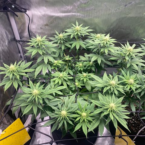 White Widow growlog timeline photo