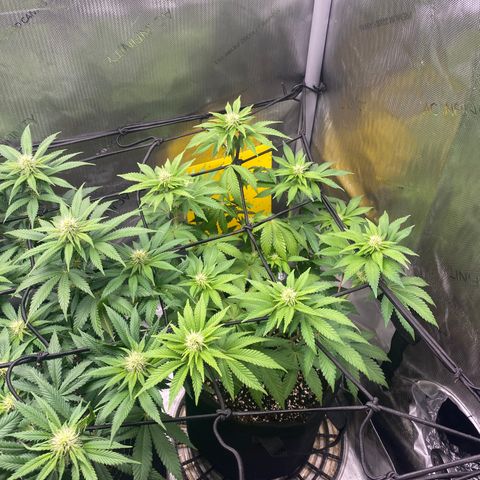 White Widow growlog timeline photo