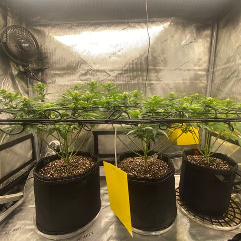 White Widow growlog timeline photo