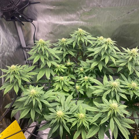 White Widow growlog timeline photo