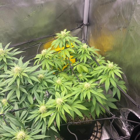 White Widow growlog timeline photo