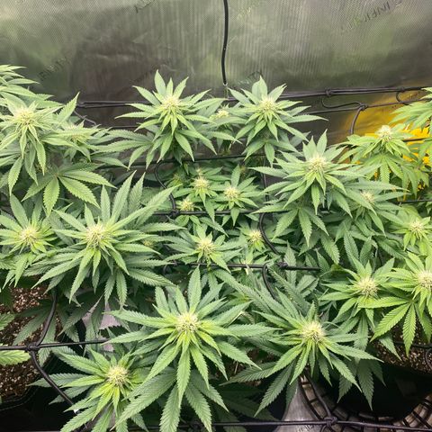 White Widow growlog timeline photo