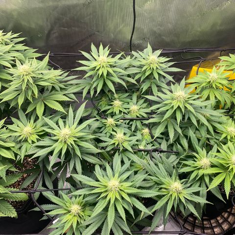 White Widow growlog timeline photo