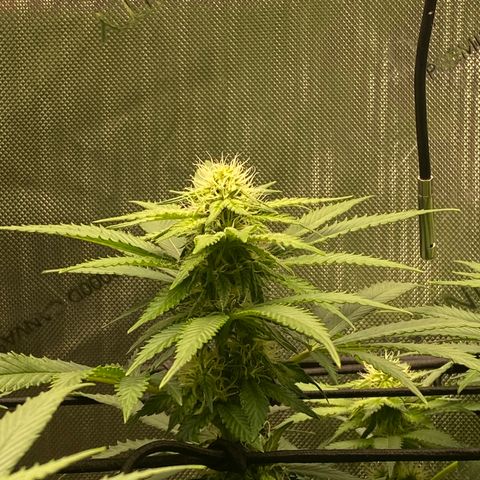 White Widow growlog timeline photo