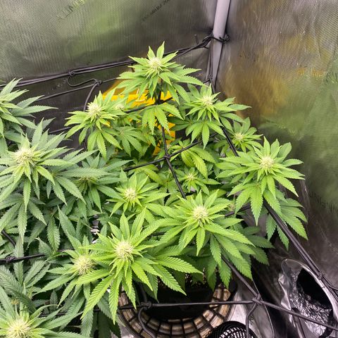 White Widow growlog timeline photo