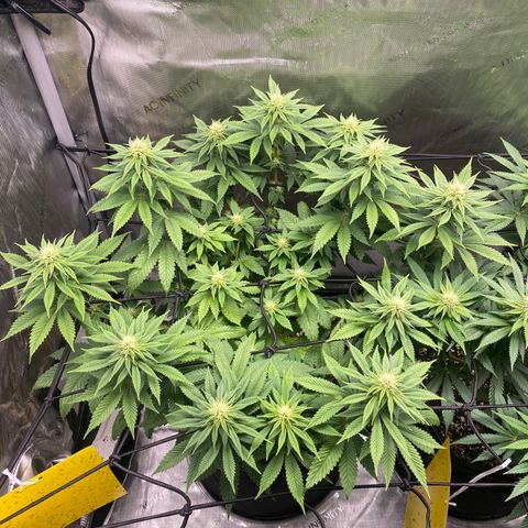 White Widow growlog timeline photo