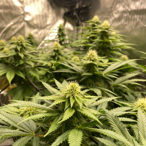 White Widow growlog timeline photo