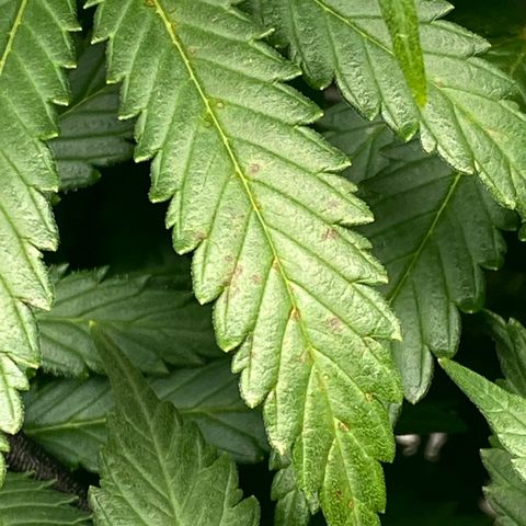 White Widow growlog timeline photo