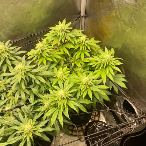 White Widow growlog timeline photo