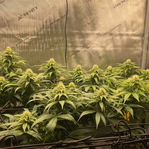 White Widow growlog timeline photo