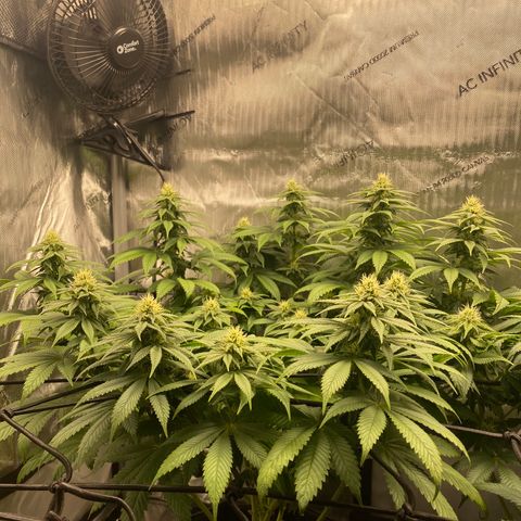White Widow growlog timeline photo