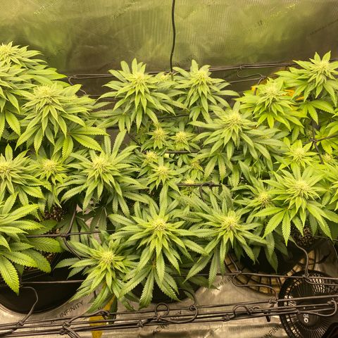 White Widow growlog timeline photo