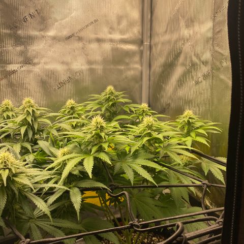 White Widow growlog timeline photo