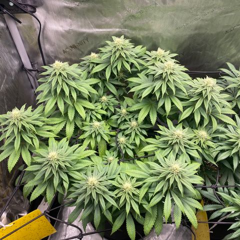 White Widow growlog timeline photo