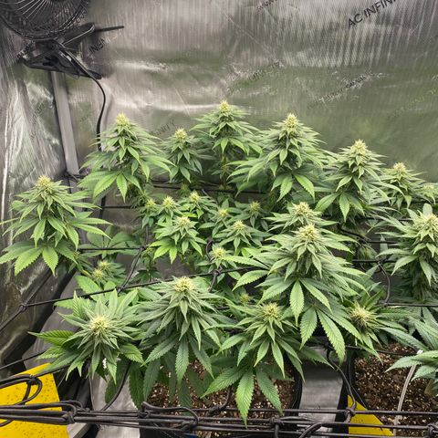 White Widow growlog timeline photo
