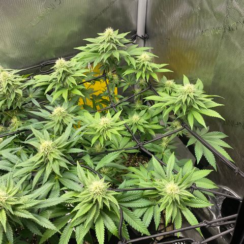 White Widow growlog timeline photo