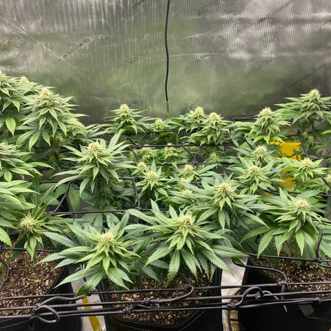 White Widow growlog timeline photo