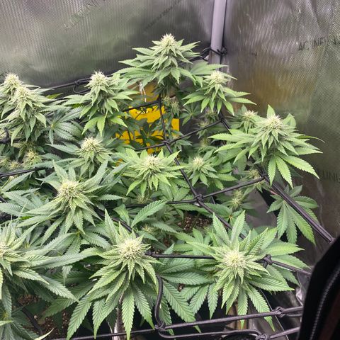 White Widow growlog timeline photo