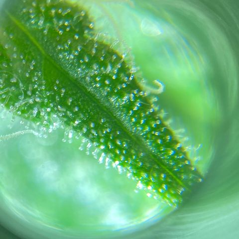 White Widow growlog timeline photo
