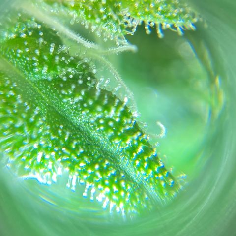 White Widow growlog timeline photo