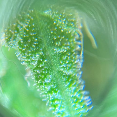 White Widow growlog timeline photo