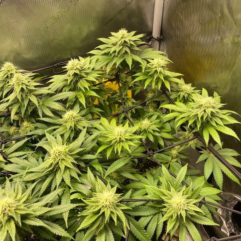 White Widow growlog timeline photo