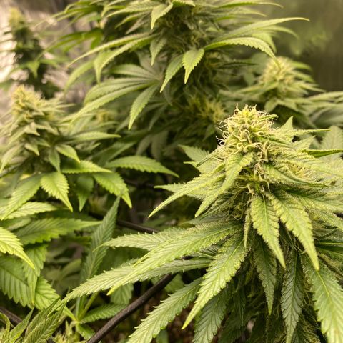 White Widow growlog timeline photo